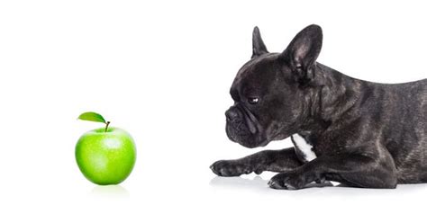 Can dogs eat apples and apple peel? | Small Fluffy Dog Breeds