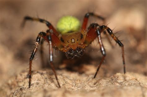 Araniella opisthographa · iNaturalist