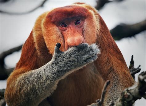 Brunei River Mangrove Tour: Discover Proboscis Monkeys And Crocodiles