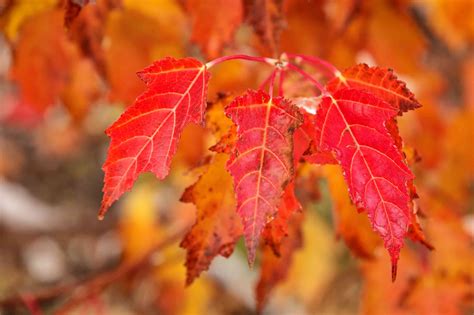 images  maple japaneseclassjp