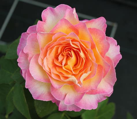 Tea Garden Rose at Charles Dunaway blog