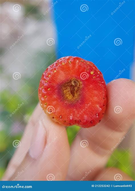 Soft Rot Disease Injured on Strawberry Fruit in Viet Nam. Stock Photo