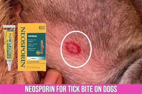 how to treat tick bites on dogs
