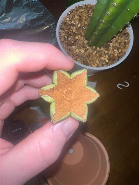 surprising cactus plant benefits  skin succulent garden web