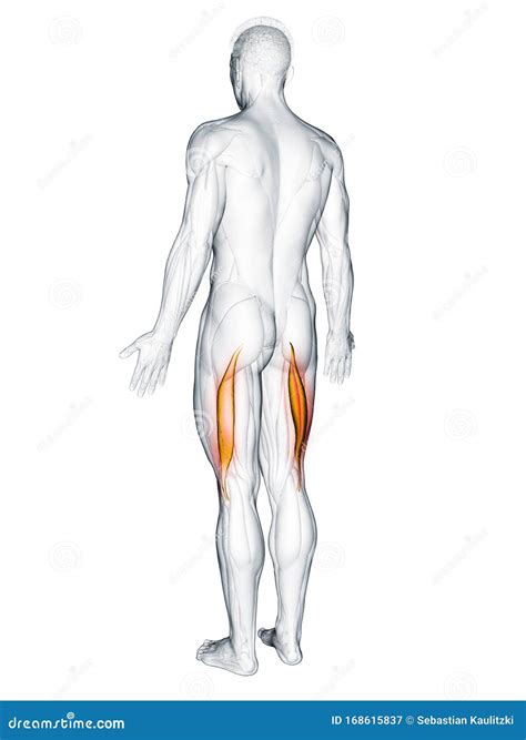 The biceps femoris longus stock illustration. Illustration of isolated