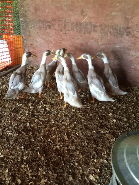 Sexing Runner ducks | BackYard Chickens - Learn How to Raise Chickens