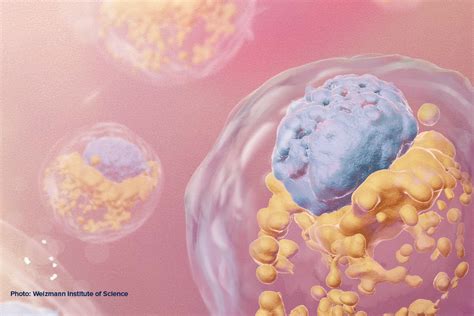 science  integrated human embryo models international society