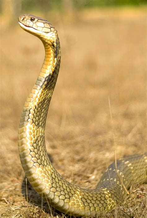 King Cobra Eating Prey