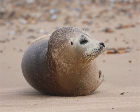 Seal spotting boat trip - Bishops Boats Seal Trips, Blakeney Traveller ...