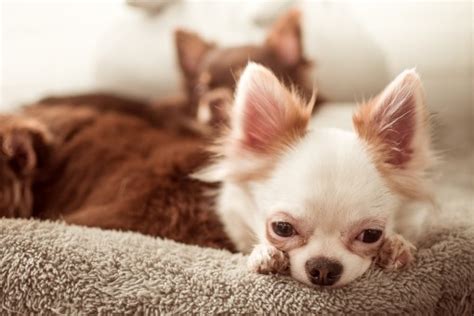 images dogs canidae pet food dog food chihuahua dog breed