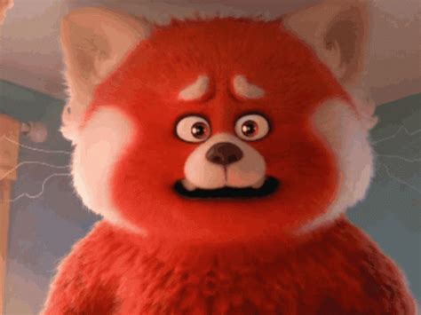 crying red panda