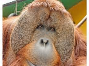 Meet the Orangutans at Suncoast Primate Sanctuary: Pongo | Palm Harbor ...