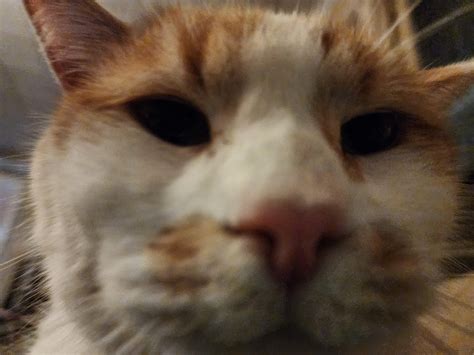 Sniff test *Sniff sniff* : r/cats