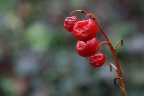 Free Images : branch, fruit, berry, flower, food, red, produce, flora