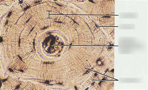 osteon diagram quizlet