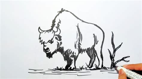 Cara MENGGAMBAR BISON - YouTube