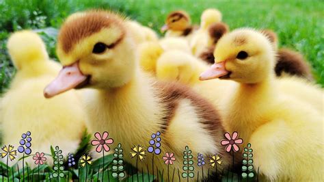 lovely newborn ducklings day  adorable  cute animal