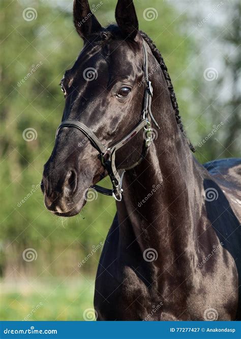 Portrait of Beautiful Black Breed Stallion Stock Image - Image of horse