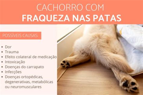 Cachorro Com Fraqueza Nas Patas Traseiras
