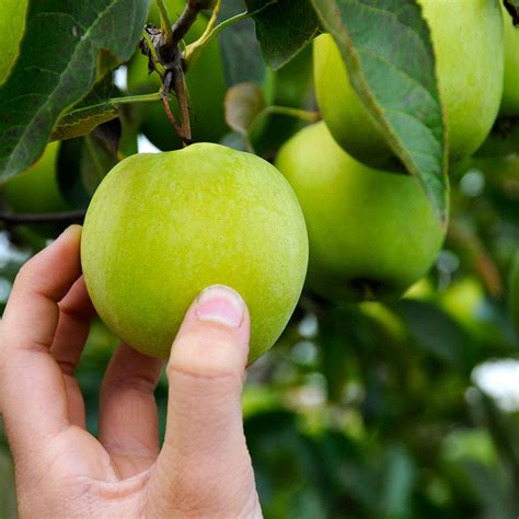 granny smith apple trees  sale brighterbloomscom