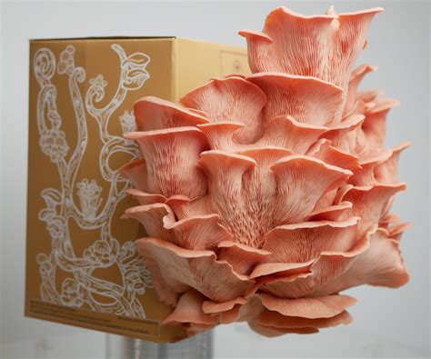 Mushroom Grow Kits | Easy to Use High Yield Grow Kits