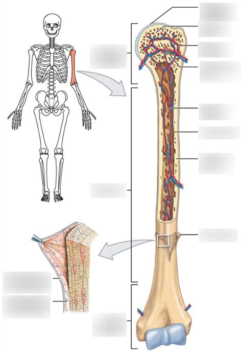 diagram  general bone structure labels quizlet