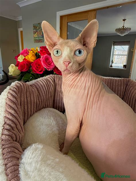 Sphynx Cats Breed - Information, Temperament, Size & Price | Pets4Homes
