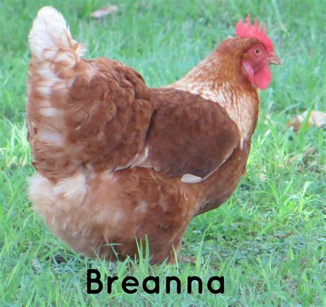 Isa Brown | BackYard Chickens - Learn How to Raise Chickens