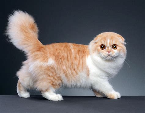 Самая маленькая кошка в мире - фото котят карликовых пород