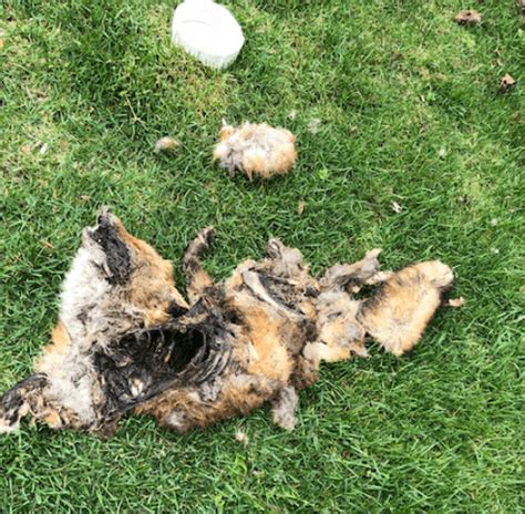 florence nj dead animal carcass removal  sanitize call