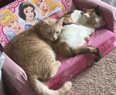 Cat butt scooting after neuter?? : r/cats