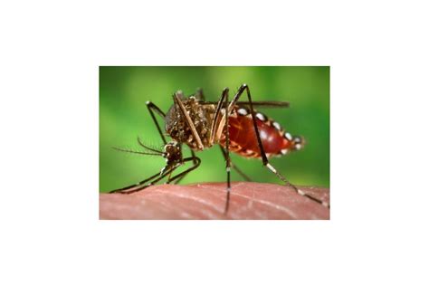 Rainfall can indicate that mosquito-borne epidemics will occur weeks ...