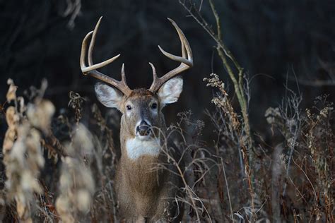 Flickr: The Iowa Wildlife Photographers Pool