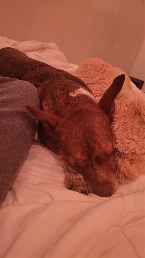 Insurance for epileptic dogs : r/EpilepsyDogs