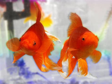 Goldfish Varieties: A Brief Look at 15 of the Many Types - PetHelpful