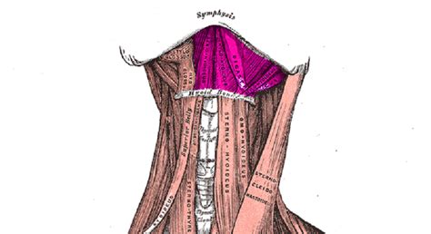 Muscles Attached To Hyoid Bone