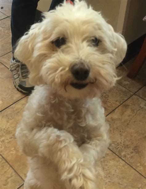 Mini Goldendoodle Rescue New Jersey F2b Mini Goldendoodle