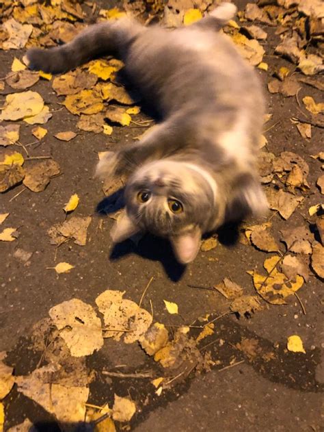 милый котик