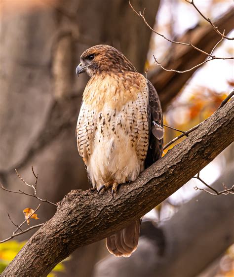 Kite Bird Photos, Download The BEST Free Kite Bird Stock Photos & HD Images