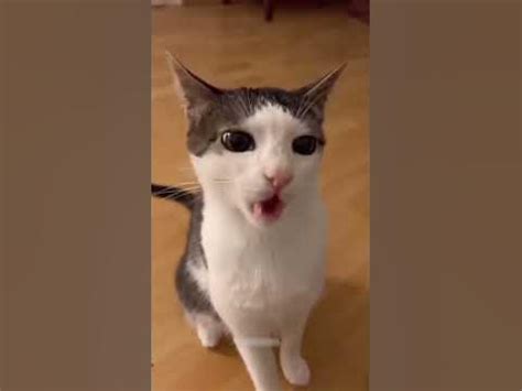 Котик ест корм и хрустит (фон кому надо)#shorts #кот #котика #ест # ...