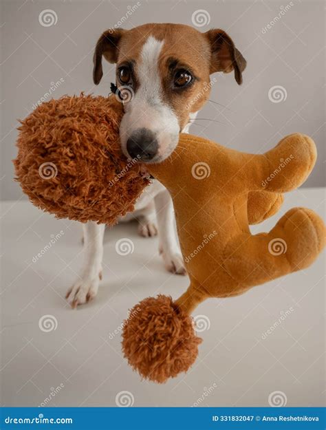 Jack Russell Terrier Dog Holds a Plush Poodle Toy in His Teeth on a White Background. Vertical
