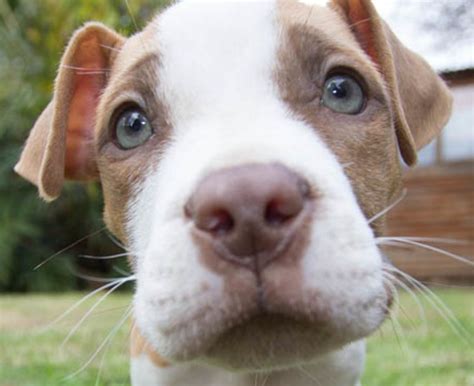 Pocket Pitbull Info Archives - Pocket PitBull - Miniature Pitbulls