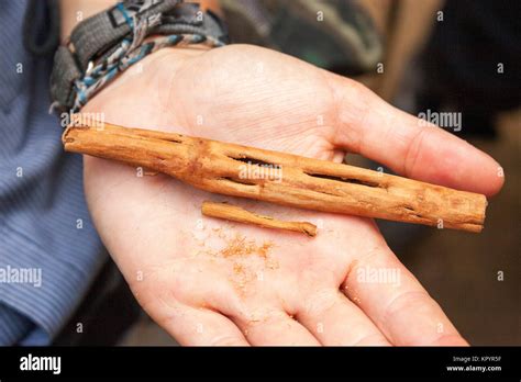 Cinnamon from rural Sri Lanka Stock Photo - Alamy