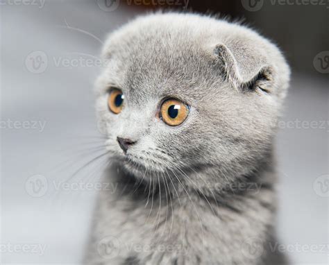 Scottish Shorthair cat 1411643 Stock Photo at Vecteezy
