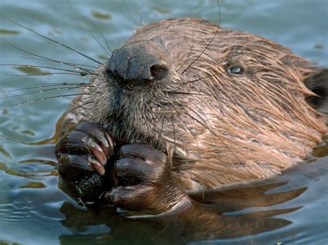 Beaver