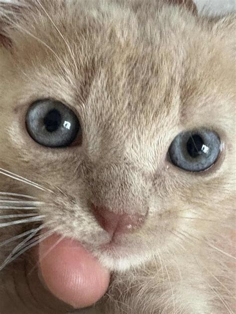 wild animal rescue kingston 11