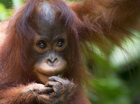 Orangutans - Mammals - Animal Encyclopedia