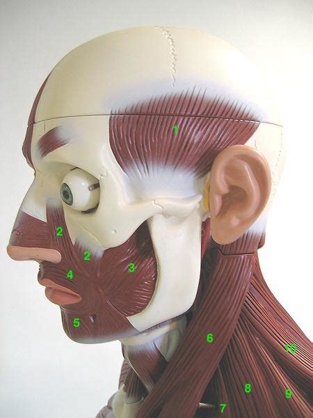face lateral diagram quizlet