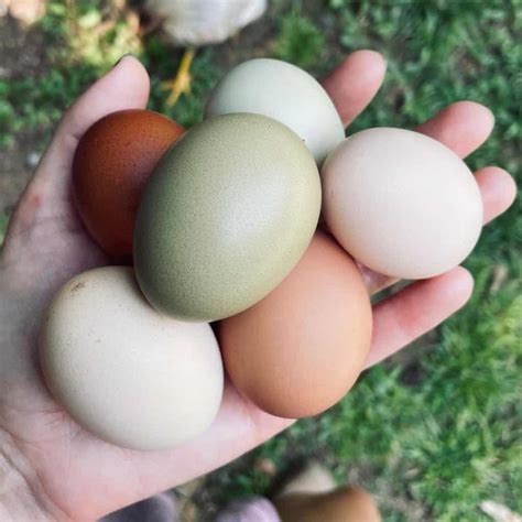 How Long Do Fresh Eggs Last? (Storage tips)