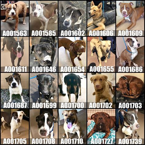 clayton county animal control 2